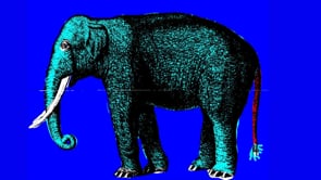 ANIMALS IN FOCUS